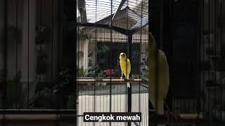 kenari gacor cengkok mewah