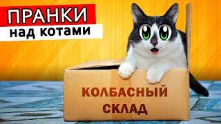 ЛЕТНИЕ ПРАНКИ НАД КОТАМИ СМЕШНОЙ КОТ МАЛЫШ и КОШКА МУРКА РАЗЫГРАНЫ