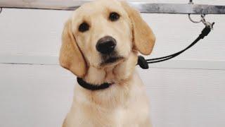 Very Cute LabradorGolden Retriever Puppy