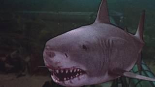 Jaws 3 1983 Ending Scene ExplainedExplanation