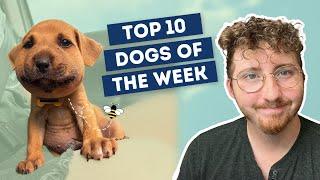 He Ate a Bee  Top 10 Dogs of the Week