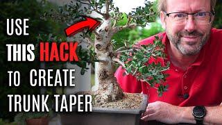 Bonsai Hack that bonsai artists do to create Trunk Taper