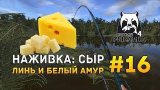 Русская рыбалка 4 #16 - Наживка Сыр Линь и Белый Амур