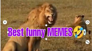 5 Best MEMES  Funny clips for Video Editing  No Copyright
