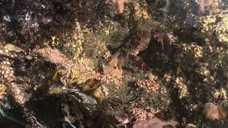 Pygmy Rock Crab Running Away From a Graceful Kelp Crab
