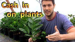 Make Money with Plants in Your Backyard  Rooting and Selling Cuttings