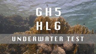 Lumix GH5 Underwater HLG Rec. 2020 HDR Test