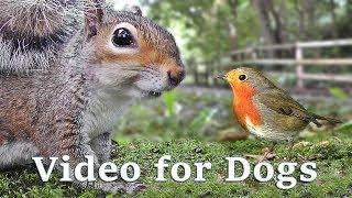 Videos for Dogs to Watch Extravaganza  Dog Watch TV - 8 Hours of Birds and Squirrel Fun for Dogs 