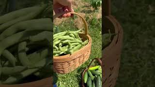 Garden haul #garden #gardening #growyourownfood #gardenharvest #haul #backyardgardening #shorts