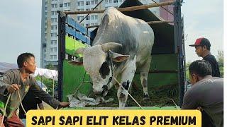 Sapi2 Monster Elit Kandang Pedalaman Akhirnya Tiba Di Lokasi Kontes APPSI Kemayoran