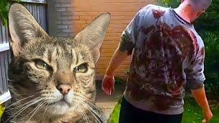 CATS VS ZOMBIES Cats Fight Zombies  Cats Save Kitten From Zombies