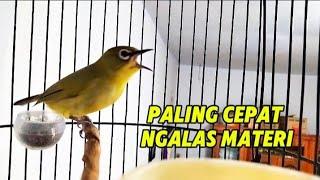 pleci gacor ngalas nembak paling merangsang pleci cepat gacor