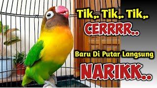 DI PANCING SUARA BURUNG LOVEBIRD NGEKEK PANJANG INI JANGAN HERAN LOVEBIRD APAPUN PASTI NYAUT