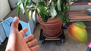 how to grow a mango tree in a pot?