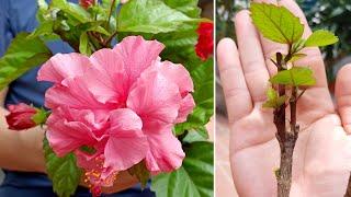 How to Graft Colorful Hibiscus Flowers Different Color Hibiscus Tree In One Tree