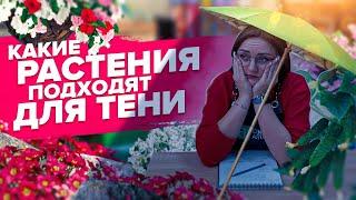 ЧТО ПОСАДИТЬ В ТЕНИ ИЗ ОВОЩЕЙ И ЦВЕТОВ?