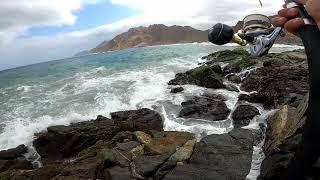 Bluefish off the rocks  Fishing in Oman  Shimano Stradic SW 5000  M&W Poseidon Rod