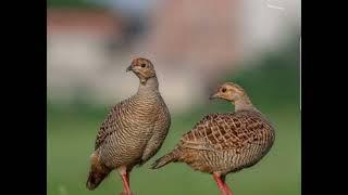 Grey Partridge Sound . Female Calling. Voice . Teetar ki boli . Awaz .#Greyfrancolinvoice #teetar