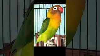 Burung Lovebird Mengepakkan Sayap  Emosi mencari Lawan #shorts