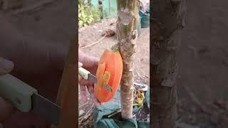 papaya farming technology #noalanimals #satisfying #farming #shorts