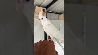 Snow ️ நம்ம Aviaryக்கு புதிய Tamed Albino Cockatiel Bird 