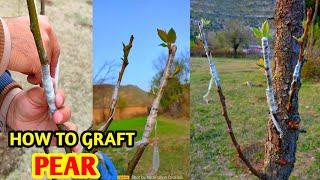 How to graft pear tree  Pear Grafting