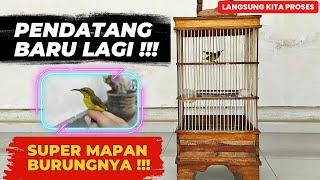 PENDATANG BARU LAGIDAPAT IJOAN SUPER PROSPEK SUDAH MAPAN & JINAK