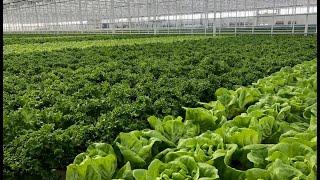 Green Automations automated hydroponic NFT growing system for Living Lettuces and Herbs