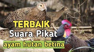 Terbaik Suara Pikat ayam hutan betina  pancingan ayam hutan jantan.