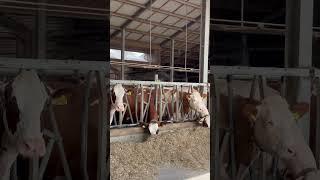 Persiapan Sapi untuk Idul Adha