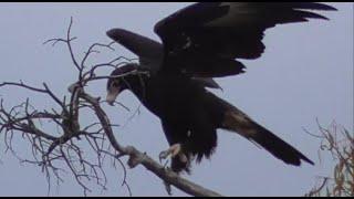 Raptors - wedgetail eagle and black-shouldered kite