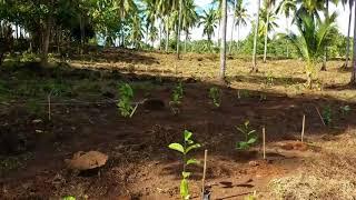 Coffee Planting