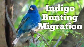 Indigo Bunting Migration patterns behavior habits when to expect them