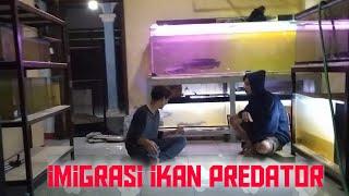 IMIGRASI UNTUK KOLEKSI IKAN PREDATOR