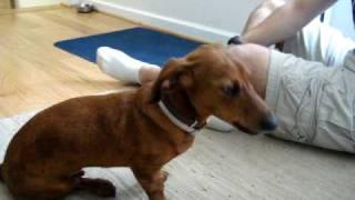 Dachshund Howling