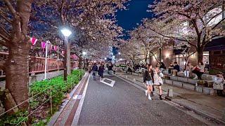 Japan - Tokyo Shibuya Meguro Cherry Blossoms Night Walk • 4K HDR