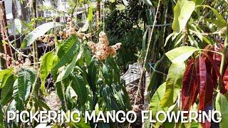 Super Dense Tropical Fruit Tree Forest in Californias Central Valley