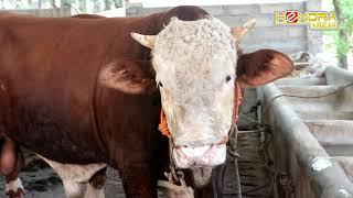 SIMMENTAL WARNA MERAH MERONA  KAMA & JAPA KANDANG HENDRA MKM