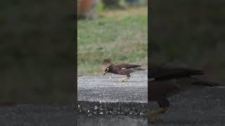 WildLife 62 myna bird stuffing its beak with dirt