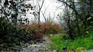 10 hours of calming sounds of rain falling on a river in the forest - White noise to sleep relax