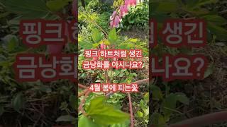 핑크 하트처럼 생긴 금낭화를 아시나요? #봄꽃#예쁜꽃#식물키우기#정원텃밭가꾸기