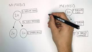Mitosis vs Meiosis  GCSE Biology 9-1  kayscience.com
