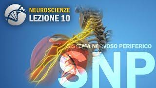 Sistema Nervoso Periferico SNP - Generalità  NEUROSCIENZE - lezione 10