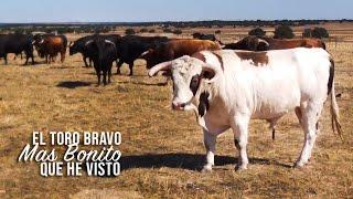 El Toro Bravo mas bonito que he visto este año Ganadería de Toros Bravos Antonio Palla 2020