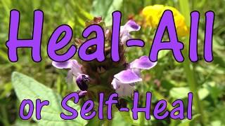 Heal-All or Self-Heal  How to Identify and Use Prunella vulgaris