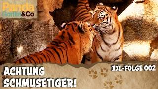 XXL-Valentinstag-Spezial Bei den Tigern im Zoo ist Liebe Programm  Panda Gorilla & Co.