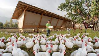 Free-range Chicken Farming Millions of profit How to become successful in raising chickens & goats