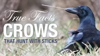 True Facts Crows That Hunt With Sticks
