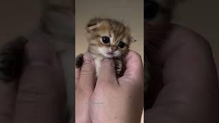 Baby Kitten Bros Meowing and Patting