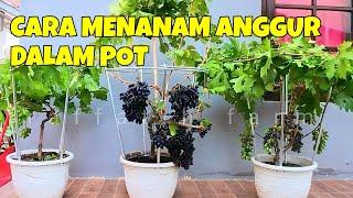 CARA MENANAM ANGGUR DALAM POT AGAR CEPAT BERBUAH